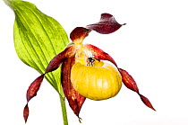 Lady's slipper orchid (Cypripedium calceolus) one of the rarest and loveliest of all European orchids protected everywhere, Abruzzo, Italy, June.  meetyourneighbours.net project
