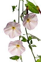 Field bindweed (Convolvulus arvensis) a common climbing perennial, Italy, June.  meetyourneighbours.net project