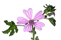 Small tree / Cretan mallow (Lavatera cretica) plant of southern Europe, common on waste ground and roadsides, rare in UK, Italy, June.  meetyourneighbours.net project