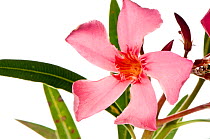 Oleander (Nerium oleander) often planted at roadsides and in parks throughout the Mediterranean, Italy, June.  meetyourneighbours.net project
