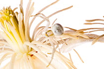 Goldenrod crab spider (Misumena vatia) camouflaged on white flower, Italy, June.  meetyourneighbours.net project