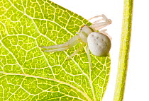 Goldenrod crab spider (Misumena vatia) on green leaf, Italy, June.  meetyourneighbours.net project