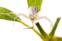 Goldenrod crab spider (Misumena vatia) on green plant, Italy, June.  meetyourneighbours.net project