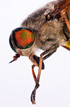 Horsefly (Tabanus bovinus) male cleaning its mouthparts, Lazio, Italy, July.  meetyourneighbours.net project