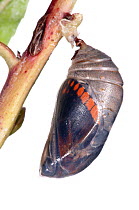 Two-tailed pasha butterfly (Charaxes jasius) butterfly ready to emerge from chrysalis, emergence sequence 1/15, Umbria, Italy, August .  meetyourneighbours.net project