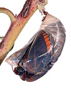 Two-tailed pasha butterfly (Charaxes jasius) butterfly emerging from chrysalis, emergence sequence 2/15, Umbria, Italy, August .  meetyourneighbours.net project