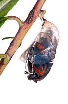 Two-tailed pasha butterfly (Charaxes jasius) butterfly emerging from chrysalis, emergence sequence 3/15, Umbria, Italy, August .  meetyourneighbours.net project