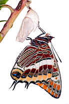 Two-tailed pasha butterfly (Charaxes jasius) butterfly recently emerged from chrysalis, emergence sequence 8/15, Umbria, Italy, August .  meetyourneighbours.net project