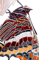 Two-tailed pasha butterfly (Charaxes jasius) butterfly recently emerged from chrysalis, emergence sequence 9/15, Umbria, Italy, August .  meetyourneighbours.net project