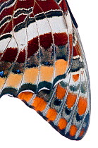 Two-tailed pasha butterfly (Charaxes jasius) close up of wings of butterfly recently emerged from chrysalis, emergence sequence 10/15, Umbria, Italy, August.  meetyourneighbours.net project