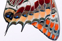 Two-tailed pasha butterfly (Charaxes jasius) close up of wings butterfly recently emerged from chrysalis, wings inflating, emergence sequence 11/15, Umbria, Italy, August.  meetyourneighbours.net proj...