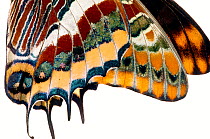 Two-tailed pasha butterfly (Charaxes jasius) butterfly recently emerged from chrysalis, close up of wings inflating, emergence sequence 14/15, Umbria, Italy, August.  meetyourneighbours.net project