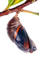 Two-tailed pasha butterfly (Charaxes jasius) pupal case cracking, emergence sequence 4/24, Italy, August.  meetyourneighbours.net project