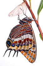 Two-tailed pasha butterfly (Charaxes jasius)butterfly recently emerged from pupal case, wings inflating, emergence sequence 15/24, Italy, August.  meetyourneighbours.net project