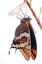 Two-tailed pasha butterfly (Charaxes jasius)butterfly recently emerged from pupal case, wings inflating, emergence sequence 16/24, Italy, August.  meetyourneighbours.net project