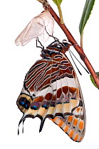 Two-tailed pasha butterfly (Charaxes jasius)butterfly recently emerged from pupal case, wings inflating, emergence sequence 17/24, Italy, August.  meetyourneighbours.net project