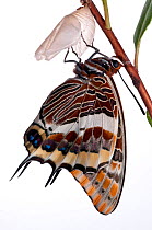 Two-tailed pasha butterfly (Charaxes jasius)butterfly recently emerged from pupal case, wings inflating, emergence sequence 18/24, Italy, August.  meetyourneighbours.net project