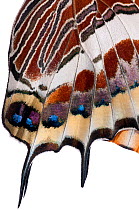 Two-tailed pasha butterfly (Charaxes jasius)butterfly recently emerged from pupal case, close up of wings inflating, emergence sequence 19/24, Italy, August.  meetyourneighbours.net project