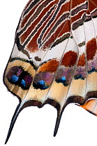 Two-tailed pasha butterfly (Charaxes jasius)butterfly recently emerged from pupal case, close up of wings inflating, emergence sequence 20/24, Italy, August.  meetyourneighbours.net project