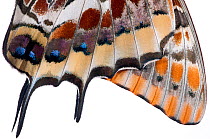 Two-tailed pasha butterfly (Charaxes jasius)butterfly recently emerged from pupal case, close up of wings inflating, emergence sequence 21/24, Italy, August.  meetyourneighbours.net project