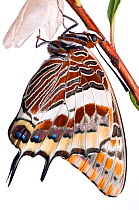Two-tailed pasha butterfly (Charaxes jasius)butterfly recently emerged from pupal case, emergence sequence 22/24, Italy, August.  meetyourneighbours.net project
