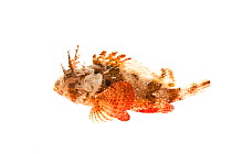 Plumed scorpionfish (Scorpaena grandicornis) Florida, USA, December. meetyourneighbours.net project