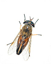Striped horsefly (Tabanus lineola) Florida, USA, February. meetyourneighbours.net project