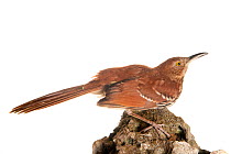 Brown thrasher (Toxostoma rufum) perched, Florida, USA, March . meetyourneighbours.net project
