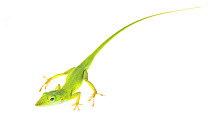 Green anole lizard (Anolis carolinensis) Florida, USA, March. meetyourneighbours.net project