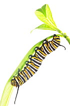 Caterpillar larva of the Monarch butterfly (Danaus plexippus) Florida, USA, March. meetyourneighbours.net project