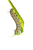 Caterpillar larva of the Monarch butterfly (Danaus plexippus) feeding on leaf, Florida, USA, March. meetyourneighbours.net project