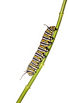 Caterpillar larva of the Monarch butterfly (Danaus plexippus) Florida, USA, March. meetyourneighbours.net project
