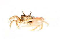 Fiddler crab (Uca pugilator) Florida, USA, October. meetyourneighbours.net project