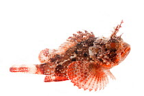 Plumed scorpionfish (Scorpaena grandicornis) Florida, USA, November. meetyourneighbours.net project
