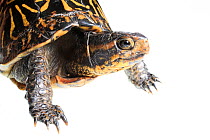 Florida box turtle (Terrapene carolina bauri) Florida, USA, March. meetyourneighbours.net project