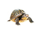 Florida box turtle (Terrapene carolina bauri) Florida, USA, March. meetyourneighbours.net project