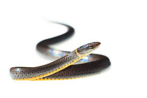 Southern ringneck snake (Diadophis punctatus) Florida, USA, March. meetyourneighbours.net project