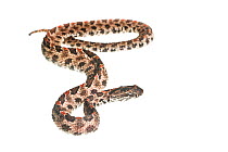 Dusky pygmy rattlesnake (Sistrurus miliarus barbouri) Florida, USA, April. meetyourneighbours.net project