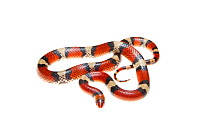 Scarlet snake (Cemophora coccinea) Florida, USA. meetyourneighbours.net project