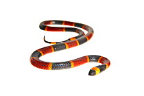Eastern coral snake (Micrurus fulvius) Florida, USA, April. meetyourneighbours.net project