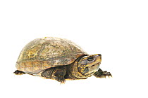 Florida mud turtle (Kinosternon subrubrum steindachneri) Florida, USA, May. meetyourneighbours.net project