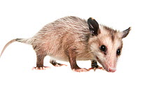 Virginia opossum (Didelphis virginiana) Florida, USA, May. meetyourneighbours.net project