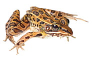 Southern leopard frog (Rana sphenocephala) Florida, USA, June. meetyourneighbours.net project