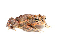 Southern toad (Bufo / Anaxyrus terrestris) Florida, USA, June. meetyourneighbours.net project