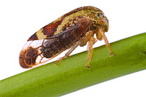 Treehopper (Membracidae) Concord, Massachusetts, USA,  June. meetyourneighbours.net project