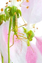 Assassin bug (Zelus luridus) on flower stalk, Concord, Massachusetts, USA, May. meetyourneighbours.net project