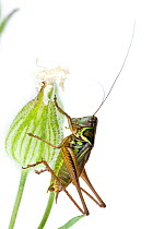 Roesel's bush cricket (Metrioptera roeseli) male on flower bud, Concord, Massachusetts, USA, July. meetyourneighbours.net project