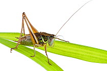 Roesel's bush cricket (Metrioptera roeseli) male on blade of grass, Concord, Massachusetts, USA, July. meetyourneighbours.net project