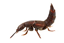Rove beetle (Platydracus zonatus) Concord, Massachusetts, USA, May. meetyourneighbours.net project