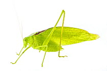 Oblong winged katydid (Amblycorypha oblongifolia) USA, August. meetyourneighbours.net project
